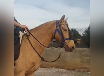 PRE, Wallach, 4 Jahre, 155 cm, Pearl