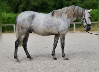 PRE Mix, Wallach, 4 Jahre, 155 cm, Schimmel
