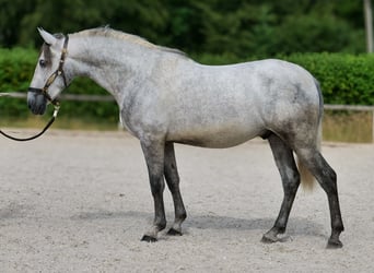 PRE Mix, Wallach, 4 Jahre, 155 cm, Schimmel