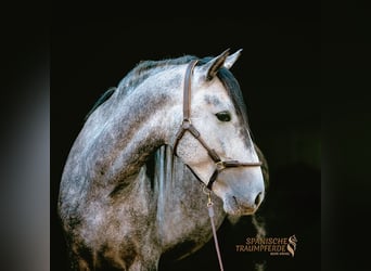 PRE, Wallach, 4 Jahre, 155 cm, Schimmel