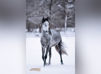 PRE, Wallach, 4 Jahre, 155 cm, Schimmel