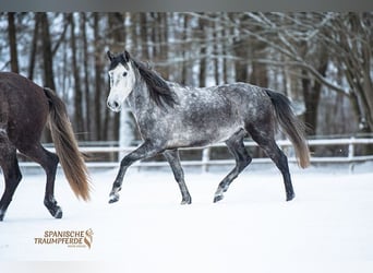 PRE, Wallach, 4 Jahre, 155 cm, Schimmel