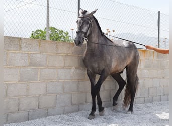 PRE, Wallach, 4 Jahre, 155 cm, Schimmel