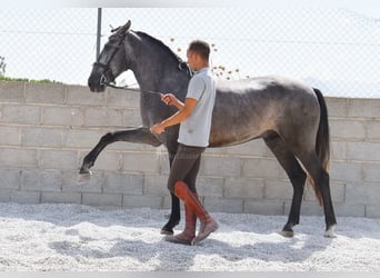 PRE, Wallach, 4 Jahre, 155 cm, Schimmel