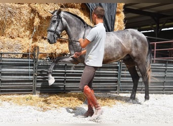 PRE, Wallach, 4 Jahre, 155 cm, Schimmel