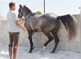 PRE, Wallach, 4 Jahre, 155 cm, Schimmel