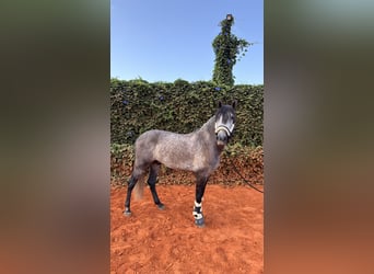 PRE Mix, Wallach, 4 Jahre, 156 cm, Apfelschimmel