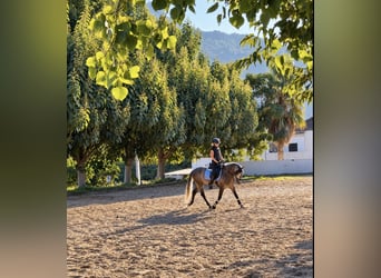 PRE Mix, Wallach, 4 Jahre, 156 cm, Apfelschimmel