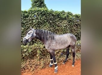 PRE Mix, Wallach, 4 Jahre, 156 cm, Apfelschimmel