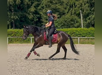 PRE, Wallach, 4 Jahre, 156 cm, Dunkelbrauner