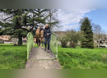 PRE, Wallach, 4 Jahre, 156 cm, Falbe