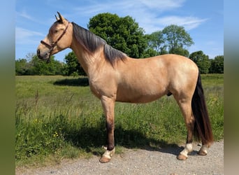 PRE Mix, Wallach, 4 Jahre, 156 cm, Falbe