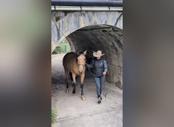 PRE, Wallach, 4 Jahre, 156 cm, Falbe