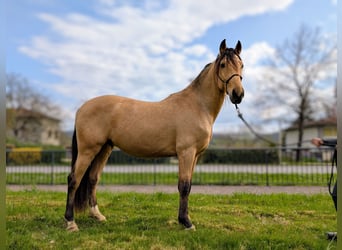 PRE, Wallach, 4 Jahre, 156 cm, Falbe
