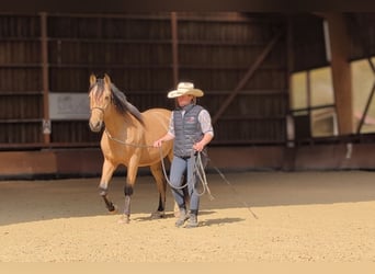 PRE, Wallach, 4 Jahre, 156 cm, Falbe