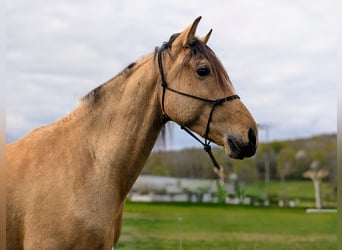 PRE, Wallach, 4 Jahre, 156 cm, Falbe