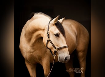 PRE Mix, Wallach, 4 Jahre, 156 cm, Falbe