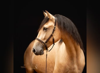 PRE Mix, Wallach, 4 Jahre, 156 cm, Falbe