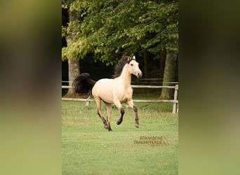 PRE Mix, Wallach, 4 Jahre, 156 cm, Falbe