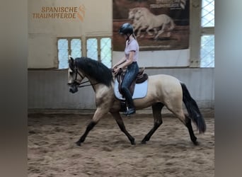 PRE Mix, Wallach, 4 Jahre, 156 cm, Falbe