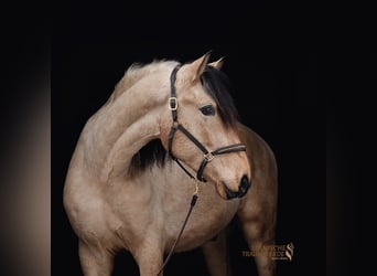 PRE Mix, Wallach, 4 Jahre, 156 cm, Falbe