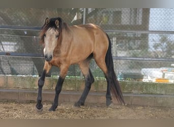 PRE Mix, Wallach, 4 Jahre, 156 cm, Falbe