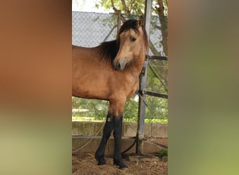 PRE Mix, Wallach, 4 Jahre, 156 cm, Falbe