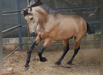 PRE Mix, Wallach, 4 Jahre, 156 cm, Falbe