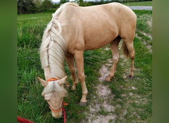PRE, Wallach, 4 Jahre, 156 cm, Palomino
