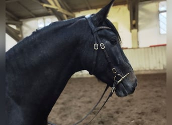 PRE, Wallach, 4 Jahre, 156 cm, Rappschimmel