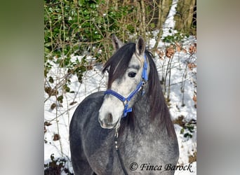 PRE Mix, Wallach, 4 Jahre, 156 cm, Schimmel