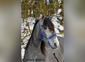 PRE Mix, Wallach, 4 Jahre, 156 cm, Schimmel