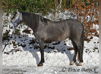 PRE Mix, Wallach, 4 Jahre, 156 cm, Schimmel