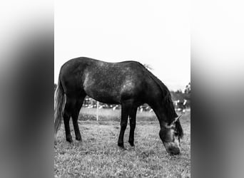 PRE Mix, Wallach, 4 Jahre, 156 cm, Schimmel