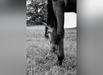 PRE Mix, Wallach, 4 Jahre, 156 cm, Schimmel