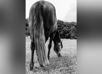 PRE Mix, Wallach, 4 Jahre, 156 cm, Schimmel