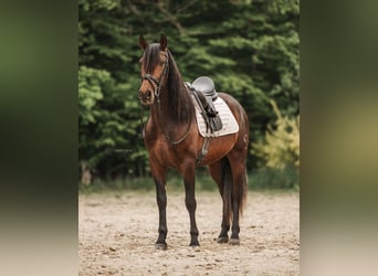PRE Mix, Wallach, 4 Jahre, 156 cm, Schwarzbrauner