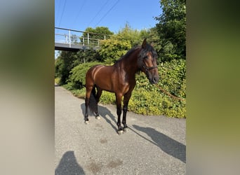 PRE Mix, Wallach, 4 Jahre, 157 cm, Brauner