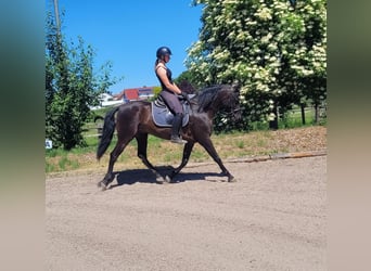 PRE Mix, Wallach, 4 Jahre, 157 cm, Rappe