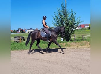 PRE Mix, Wallach, 4 Jahre, 157 cm, Rappe