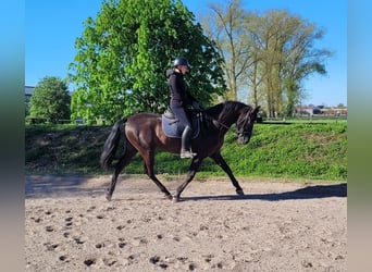 PRE Mix, Wallach, 4 Jahre, 157 cm, Rappe