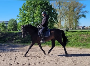 PRE Mix, Wallach, 4 Jahre, 157 cm, Rappe