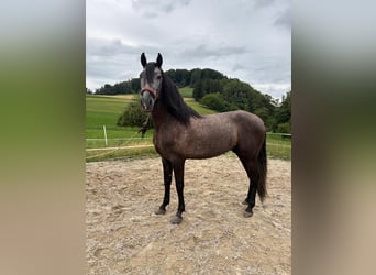 PRE Mix, Wallach, 4 Jahre, 157 cm, Rappschimmel
