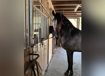PRE Mix, Wallach, 4 Jahre, 157 cm, Rappschimmel