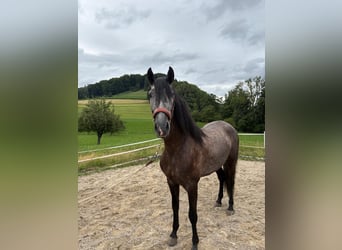 PRE Mix, Wallach, 4 Jahre, 157 cm, Rappschimmel