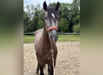 PRE Mix, Wallach, 4 Jahre, 157 cm, Rappschimmel