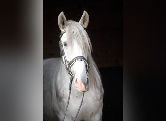 PRE Mix, Wallach, 4 Jahre, 157 cm, Schimmel
