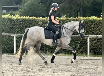 PRE Mix, Wallach, 4 Jahre, 157 cm, Schimmel