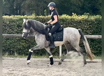 PRE Mix, Wallach, 4 Jahre, 157 cm, Schimmel