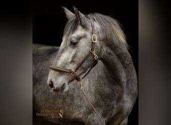 PRE Mix, Wallach, 4 Jahre, 157 cm, Schimmel